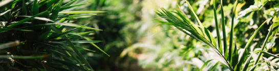 Plantas
